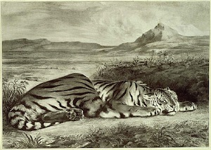 File:Royal Tiger.jpg