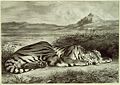 Royal Tiger by Eugene Delacroix